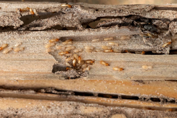 Best Affordable Pest Control Services  in Niagara Falls, NY